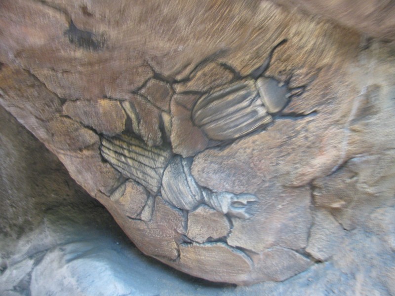 Animal Kingdom 105.jpg